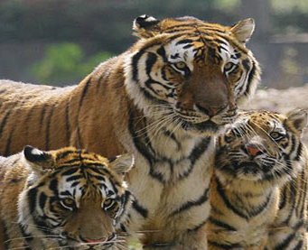 India, Nepal begin joint Royal Bengal tiger census