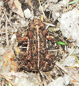 toad-species