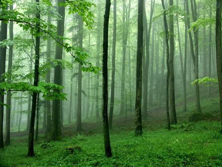 trees