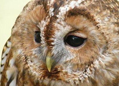 Meet the world''s first tweeting owl!