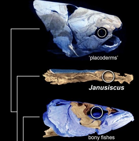 two faced fish