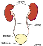 Urinary Tract