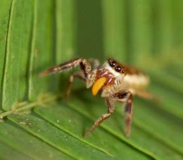 First spider that dines mainly on vegetarian fare discovered