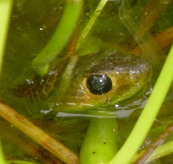 Water snakes startle fish to make them flee into their jaws
