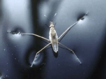 Key to water strider’s striding lies in its optimal legs