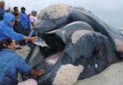 Whale mother and calf dead after Florida rescue fails 