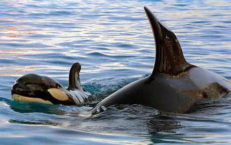 Only females in whales and humans species have menopause, study 
