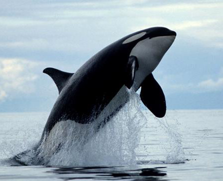 whales