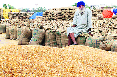 wheat-procurement-punjab