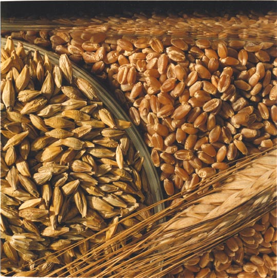 wheat