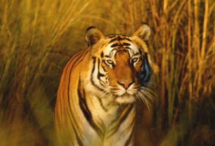 wildlife-populations