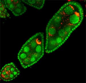 wolbachia-bacteria