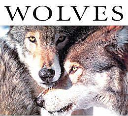 Wolves lose their predatory edge in mid-life