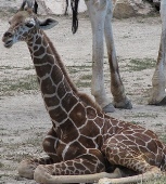 Death of a giraffe to be probed by the federal officials 