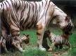 Animals beat the heat by cold drinks in Lucknow zoo