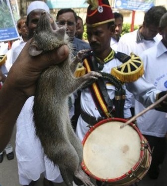 Meet the Bangladeshi farmer who has killed more than 83,000 rats!