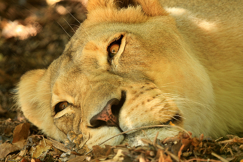 Adelaide Zoo