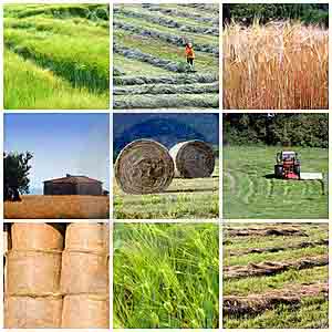 Agri Market Outlook And Sector Updates By Nirmal Bang