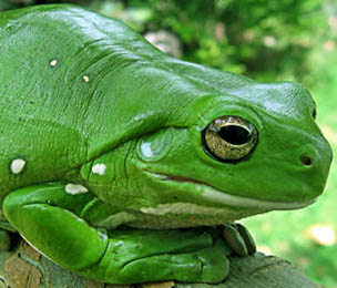 Amphibians