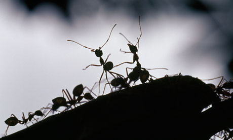 Stanford researchers: Ants have been using Internet algorithms for ages