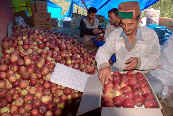 Apple yield may decline significantly in Himachal