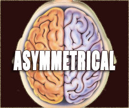 Competition between two sides of the brain makes it asymmetrical