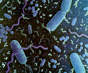 Scientists watch evolution unfold in 40,000 generations of bacteria