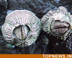 Longer willies aren’t always better for male barnacles