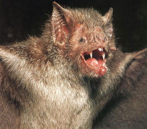 Bats can detect rustling sounds of prey despite highway background noise