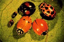 Beetles, just as The Beatles, get a ‘little help from their friends’