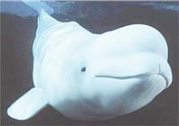 US declares Alaskan beluga whale populate endangered 