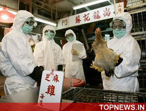Live chicken sales resume in Hong Kong after bird flu outbreak
