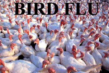 Turkeys culled in bird flu outbreak