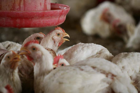 Bird Flu Chicken in India