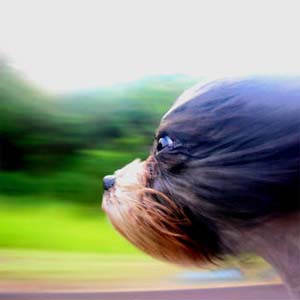 Software, that can turn blurry snaps into clear pictures, developed