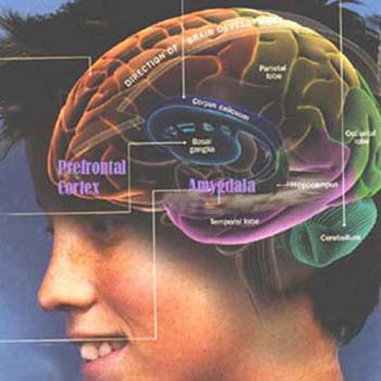Collaborative team finds the system behind General Intelligence