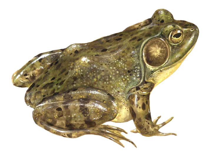 Researchers say frogs about to croak