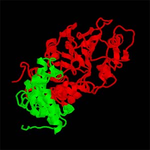 Enzyme ‘Calcineurin’ Critical In Healthy Heart Function