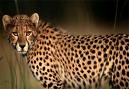 Government planning to bring Cheetahs back to India