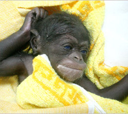 Orissa zoo gets a baby chimpanzee
