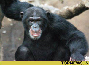 Why chimps are 4 times stronger than humans | TopNews