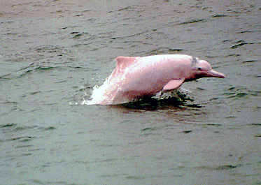 Giant bridge puts Chinese dolphins at risk, green group says