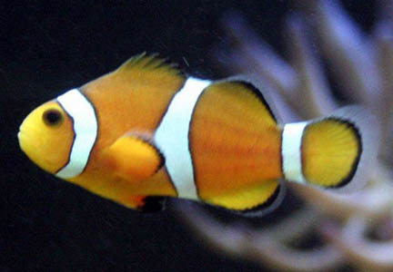 Clownfish