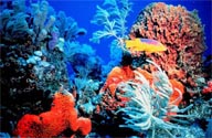 ecologists system