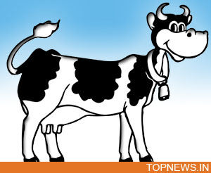 The ‘selfish’ cow that drinks up all its milk!