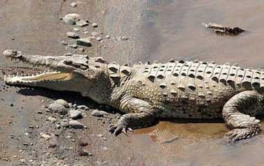 Crocodile