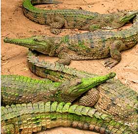 Crocodile safaris flagged for Australia's far north 
