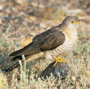 Tracked British cuckoos reach Africa 