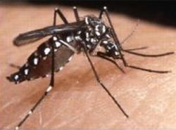 Delhi reports 391 dengue cases so far 