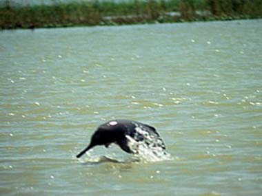 WWF India survey to count number of dolphins in Ganga river